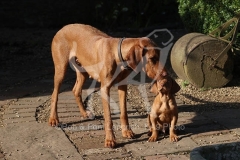 Hungarian Wirehaired Vizsla