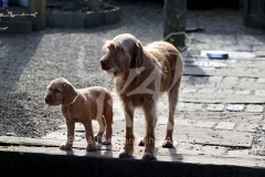 Hungarian Wirehaired Vizsla