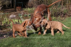 Hungarian Wirehaired Vizsla