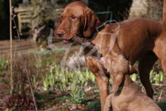 Hungarian Wirehaired Vizsla