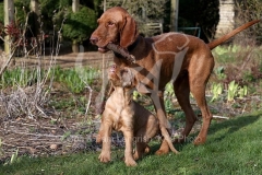 Hungarian Wirehaired Vizsla