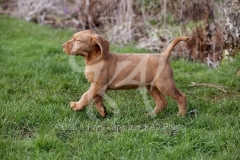 Hungarian Wirehaired Vizsla