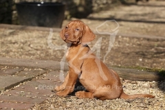 Hungarian Wirehaired Vizsla