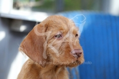 Hungarian Wirehaired Vizsla