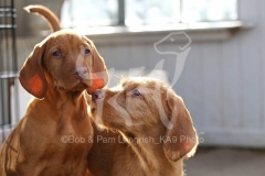 Hungarian Wirehaired Vizsla