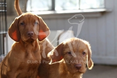 Hungarian Wirehaired Vizsla