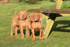 Hungarian Wirehaired Vizsla