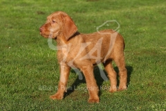 Hungarian Wirehaired Vizsla