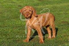 Hungarian Wirehaired Vizsla