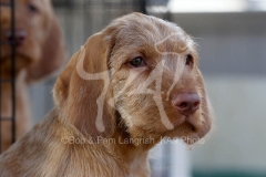 Hungarian Wirehaired Vizsla