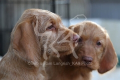 Hungarian Wirehaired Vizsla