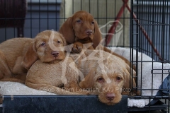 Hungarian Wirehaired Vizsla