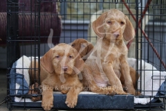Hungarian Wirehaired Vizsla