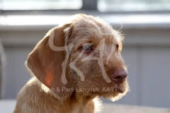 Hungarian Wirehaired Vizsla