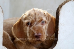 Hungarian Wirehaired Vizsla