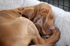 Hungarian Wirehaired Vizsla