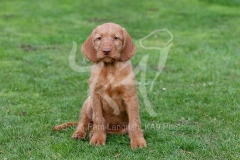 Hungarian Wirehaired Vizsla