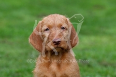 Hungarian Wirehaired Vizsla