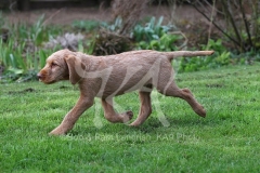 Hungarian Wirehaired Vizsla