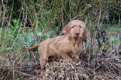 Hungarian Wirehaired Vizsla