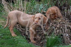 Hungarian Wirehaired Vizsla