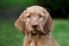 Hungarian Wirehaired Vizsla