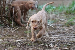 Hungarian Wirehaired Vizsla