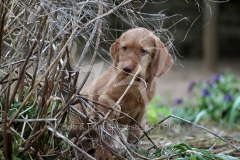 Hungarian Wirehaired Vizsla