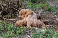 Hungarian Wirehaired Vizsla