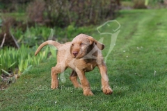 Hungarian Wirehaired Vizsla
