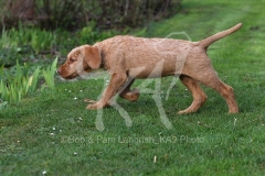 Hungarian Wirehaired Vizsla