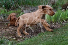 Hungarian Wirehaired Vizsla