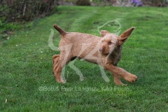 Hungarian Wirehaired Vizsla