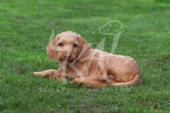 Hungarian Wirehaired Vizsla