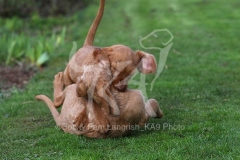 Hungarian Wirehaired Vizsla