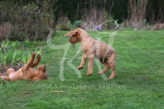 Hungarian Wirehaired Vizsla