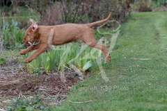 Hungarian Wirehaired Vizsla