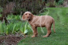Hungarian Wirehaired Vizsla