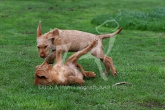 Hungarian Wirehaired Vizsla