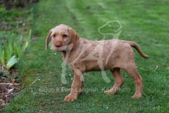Hungarian Wirehaired Vizsla