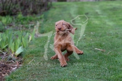 Hungarian Wirehaired Vizsla