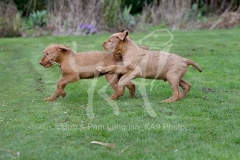 Hungarian Wirehaired Vizsla