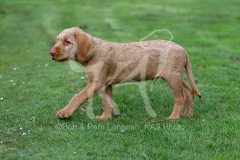 Hungarian Wirehaired Vizsla
