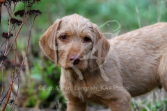 Hungarian Wirehaired Vizsla