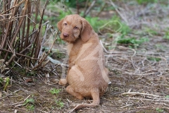 Hungarian Wirehaired Vizsla