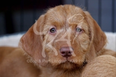 Hungarian Wirehaired Vizsla