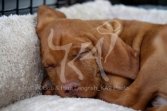 Hungarian Wirehaired Vizsla