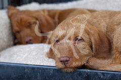 Hungarian Wirehaired Vizsla