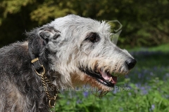Irish Wolfhound