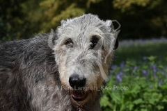Irish Wolfhound